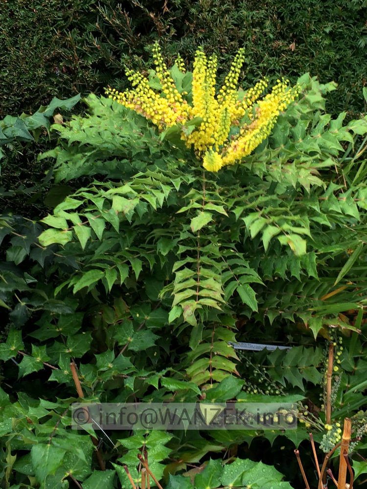 Mahonia bealei 01.JPG